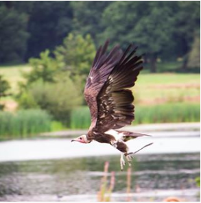 vulture.png