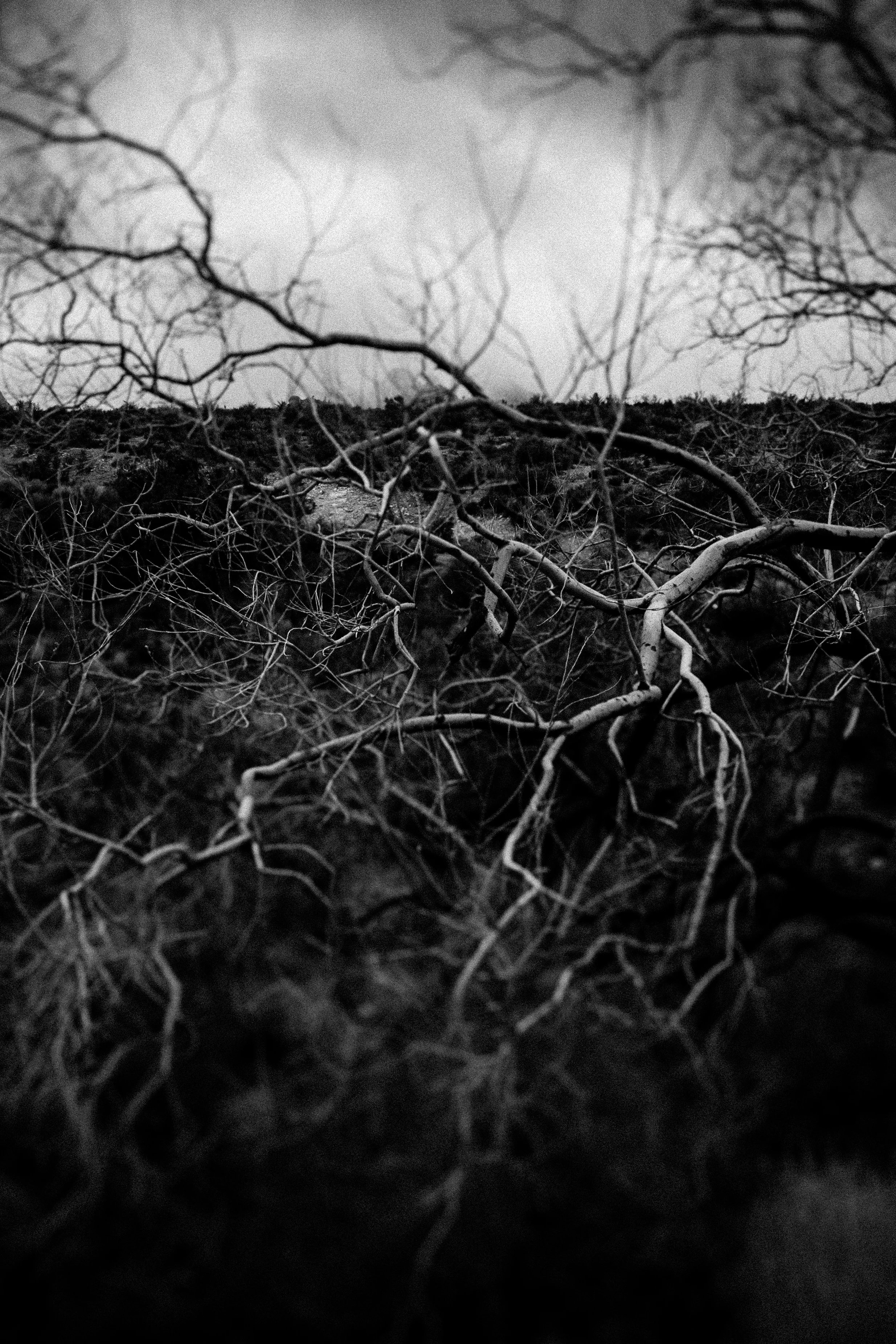 black and white photo Red Rock Canyon branches