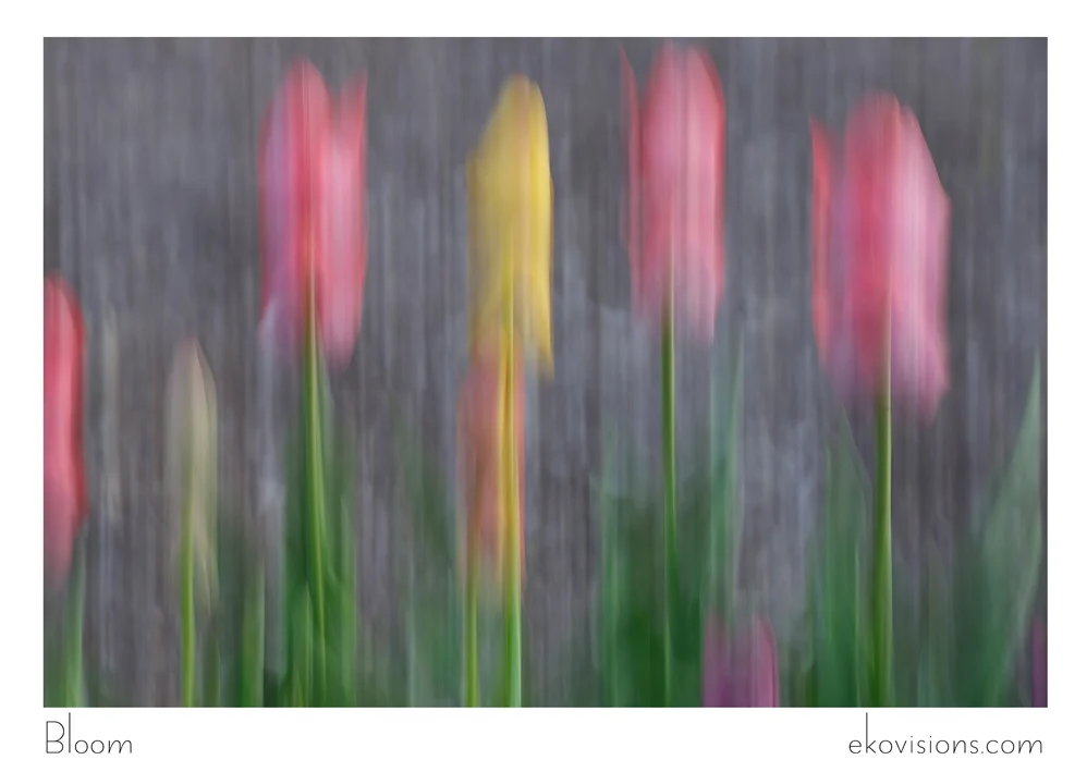 Bloom_2018_LS.jpg