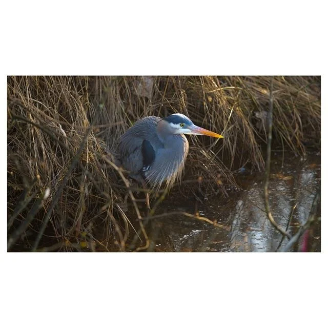 The British Columbia 7 ditch in Poco