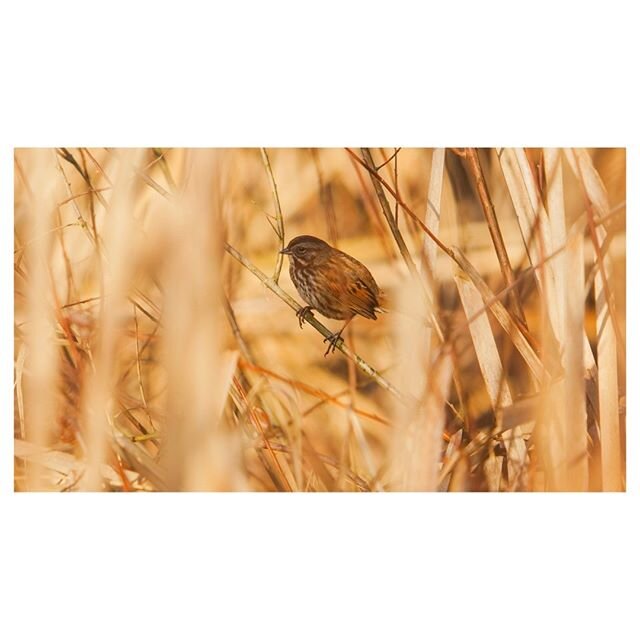 Thank you for the music, the songs I'm singing -Song Sparrow