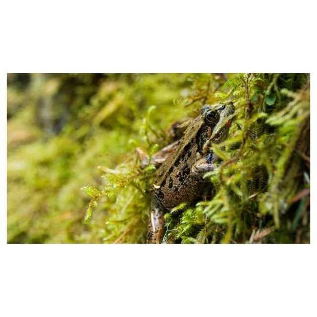 Columbia Spotted Frog (Rana luteiventris), a medium-sized frog. The english word medium comes from the latin word mediocri. Wait, so when you said that shirt was mediocre last week, I should have gotten it... and it was my size?