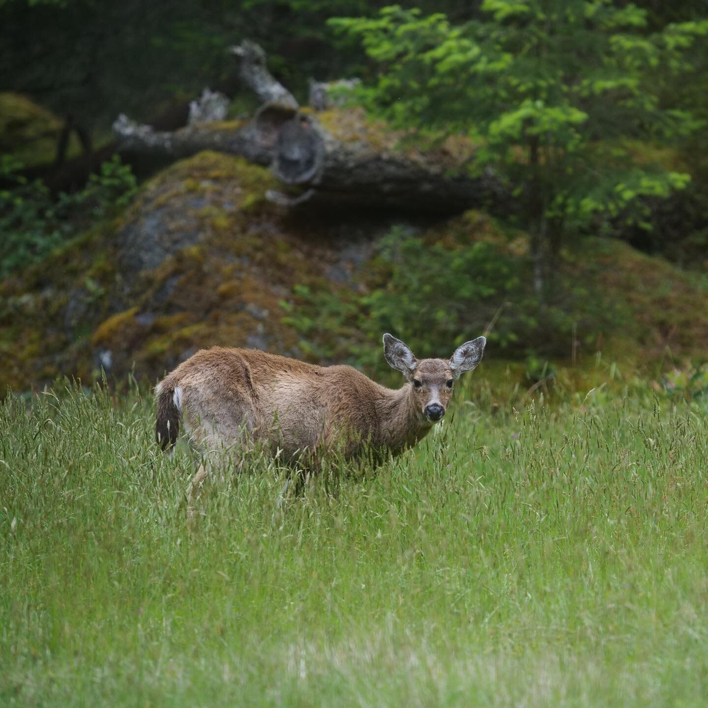 I&rsquo;m a deer! #deer #wow #beautifulbc #pnw #grass #spring #sookebc #sooke #vancouverisland