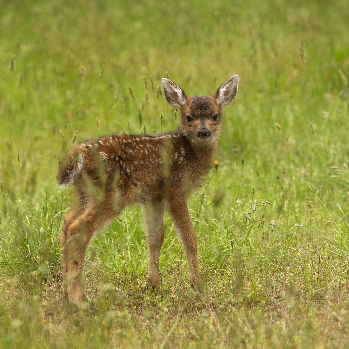 See this outfit, love it, couldn&rsquo;t wear it #deer #blacktaileddeer #fawn #polkadots #green #grass #spring #lush #hey #sooke #sookebc #vancouverisland #pnw #beautifulbc #hellobc