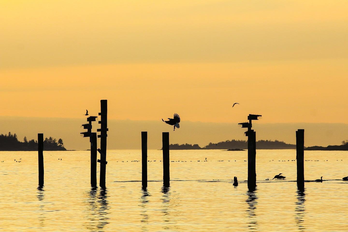 #throwbackthursday back when travelling to Nanaimo for an afternoon was no big deal #vancouverisland #pnw #beautifulbc #fishing #baldeagle #sunset #golden #goldenhour #nanaimo #birds #seagull #shore #beach #vanisle #canada