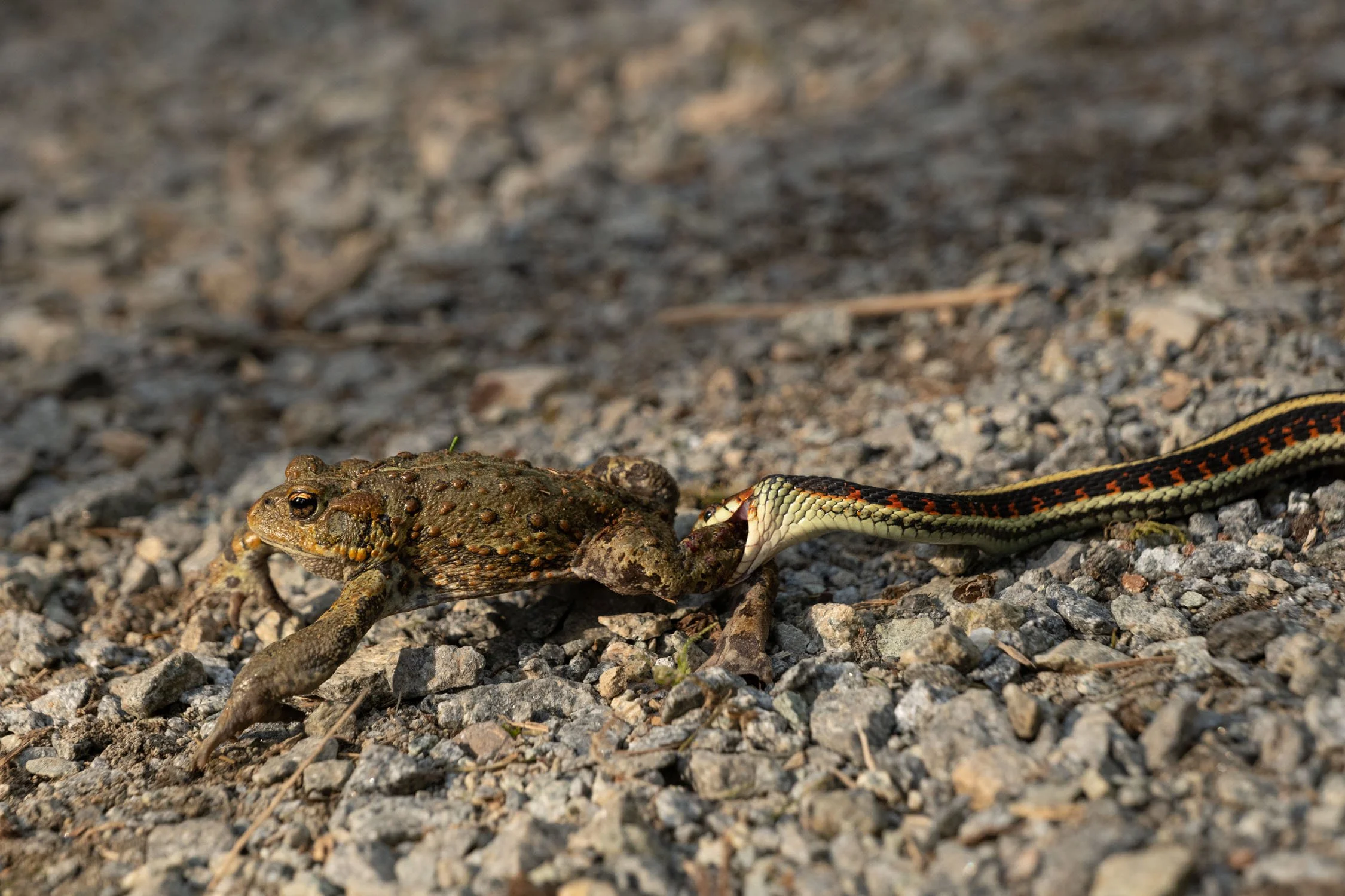 PelleGustavs-Toad1.jpg