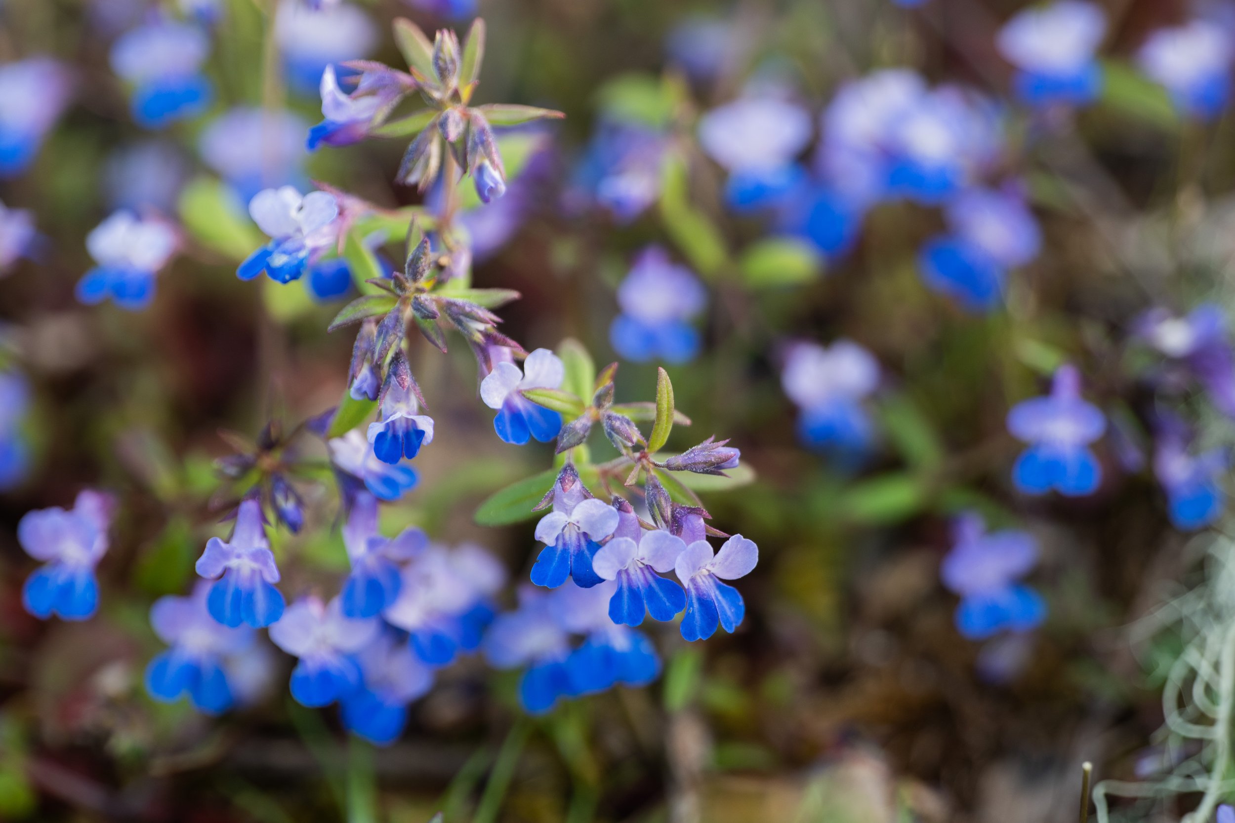 BlueFlower.jpg
