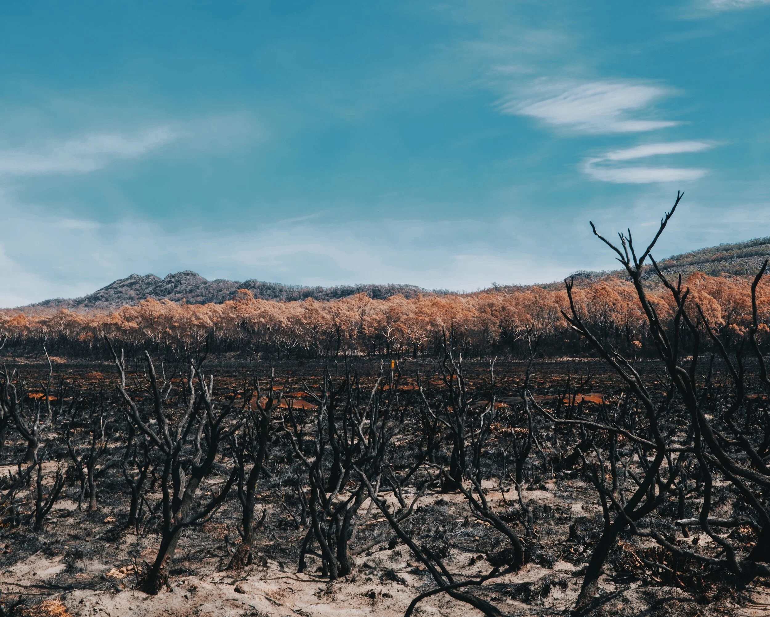  Post bushfire 
