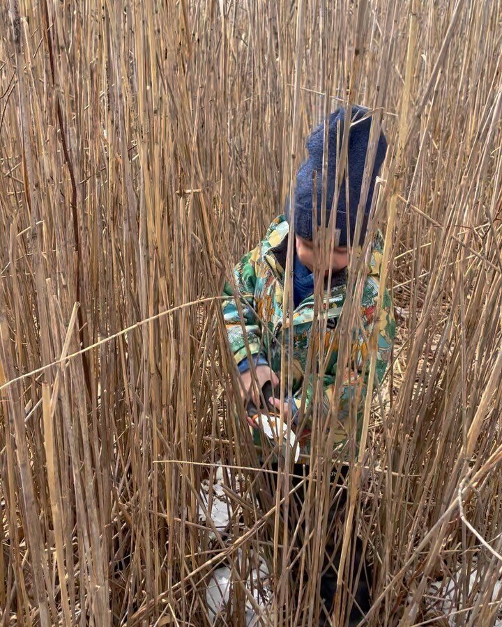 &ldquo;There&rsquo;s a lot of phragmites here. I&rsquo;ve been cutting these for 30 hours!&rdquo; I have a few big installations coming up so I&rsquo;m just trying my best to exploit my free child labor while I can. 

#art #installation #sculpturegar