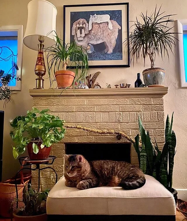 Mr Bandit Gustavo curlpaw on a stormy eve