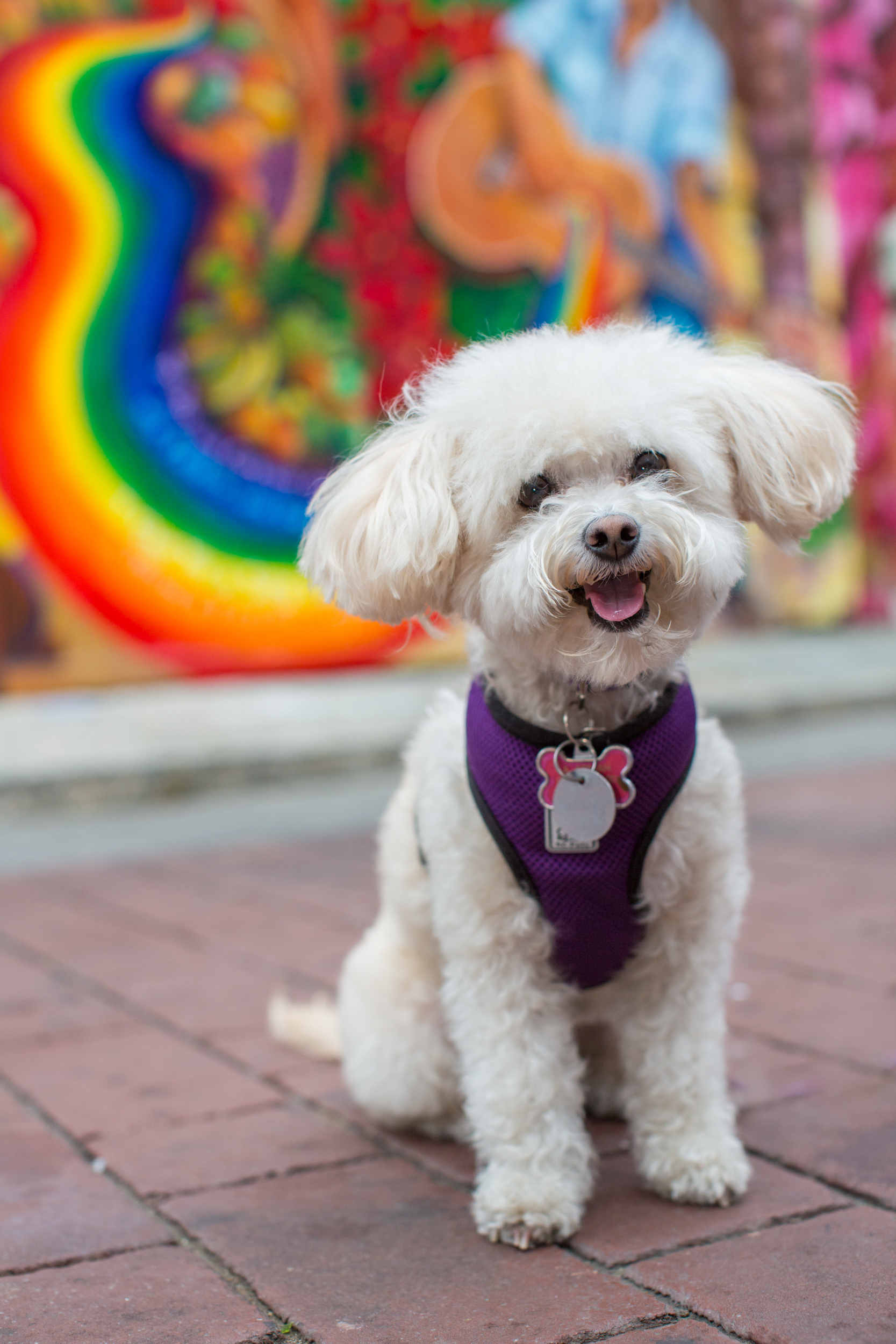 Bella being adorable in Balmy Alley in San Francisco's Mission District. 