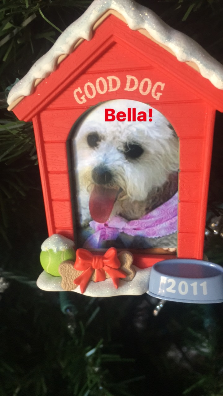 Bella's first Christmas in her forever home...Christmas 2011! 
