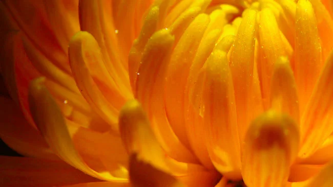 crysanthemum_2015_jcd.jpg