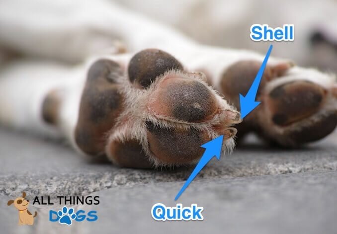Ruff Translation Dog Training: Nail Trimming