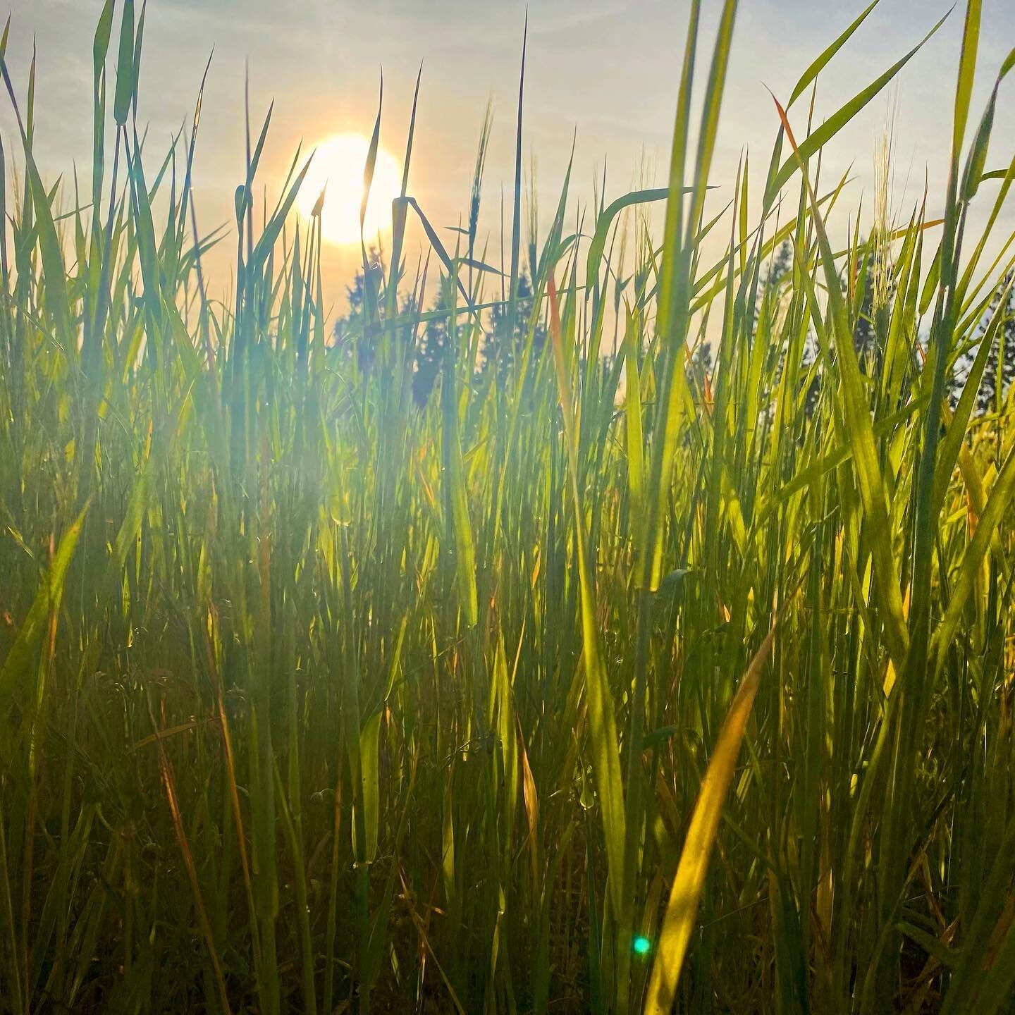 Spring evenings&hellip;. 🌾 
.
.
#wheatfield #mallorcalocation #locationmallorca #photolocation #filmlocation