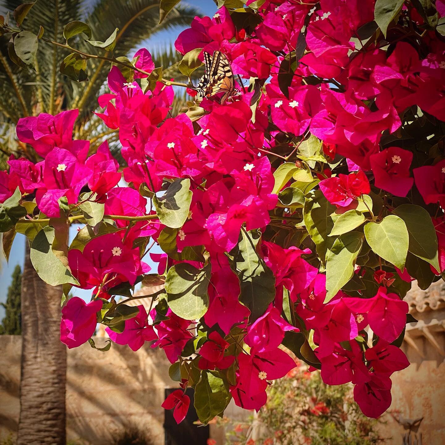 The bougainvillea is in full bloom even the 🦋 are enjoying it &hellip;.
.
.
#mediterranean #mediterraneanlocation #locationmallorca #mallorcalocation #finca #mediterraneangarden #mediterraneanstyle