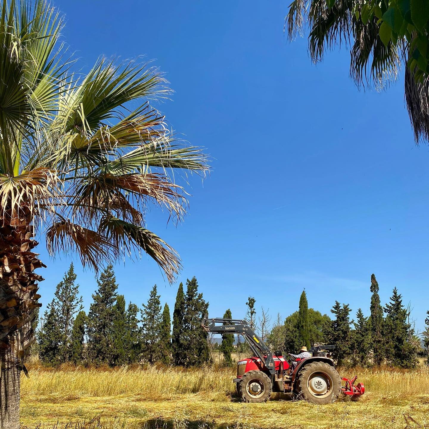 Tractor day in the field 🌾 
 This year Pep is sporting a fetching sun hat #pepandhisredtractor 
.
#locationmallorca #photolocation #filmlocation #mallorca #mediterraneanstyle #countrylife