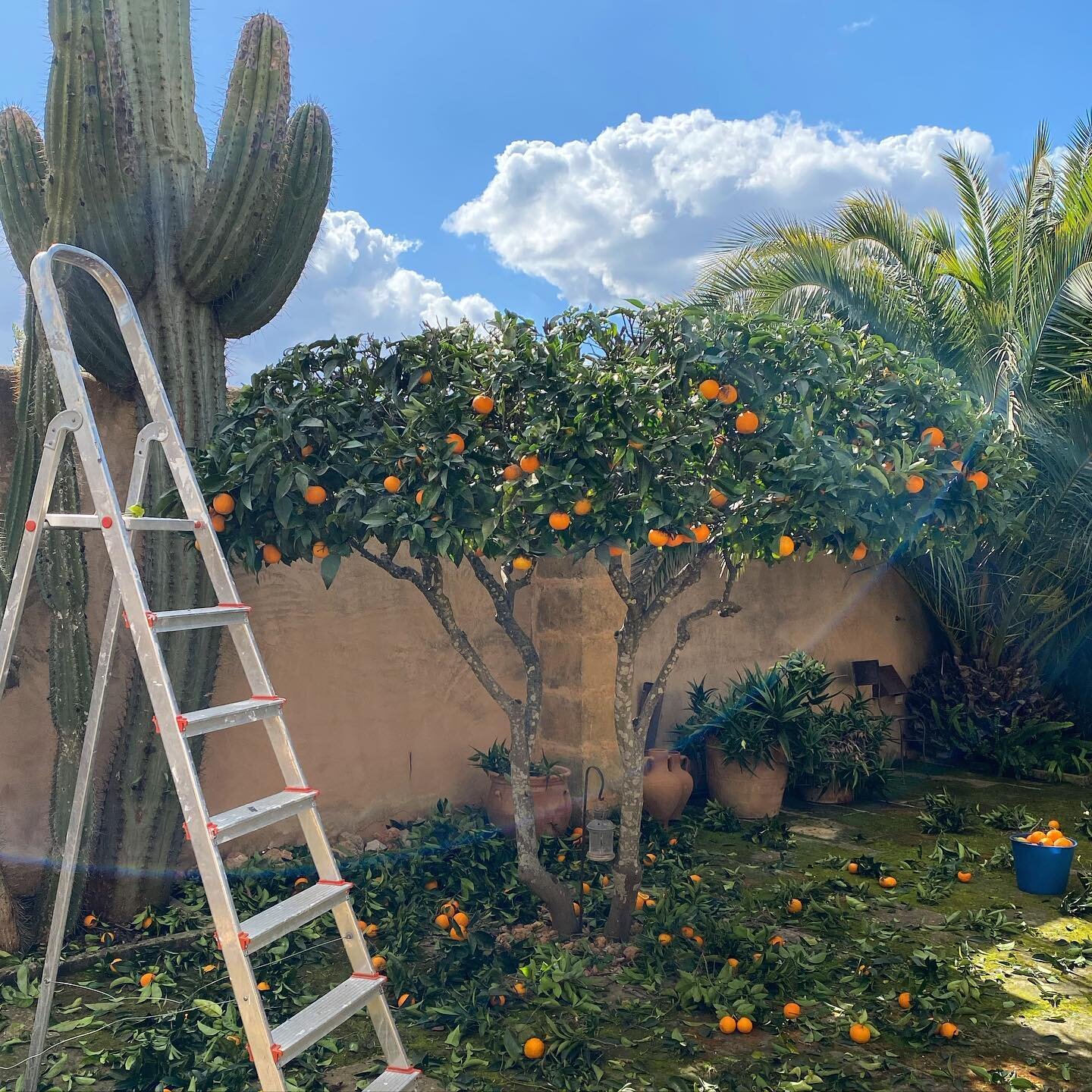 Haircut time for the 🍊 tree in the courtyard &hellip;..
.
.
#locationmallorca #dinca #courtyard #corral #mediterraneangarden #mallorca