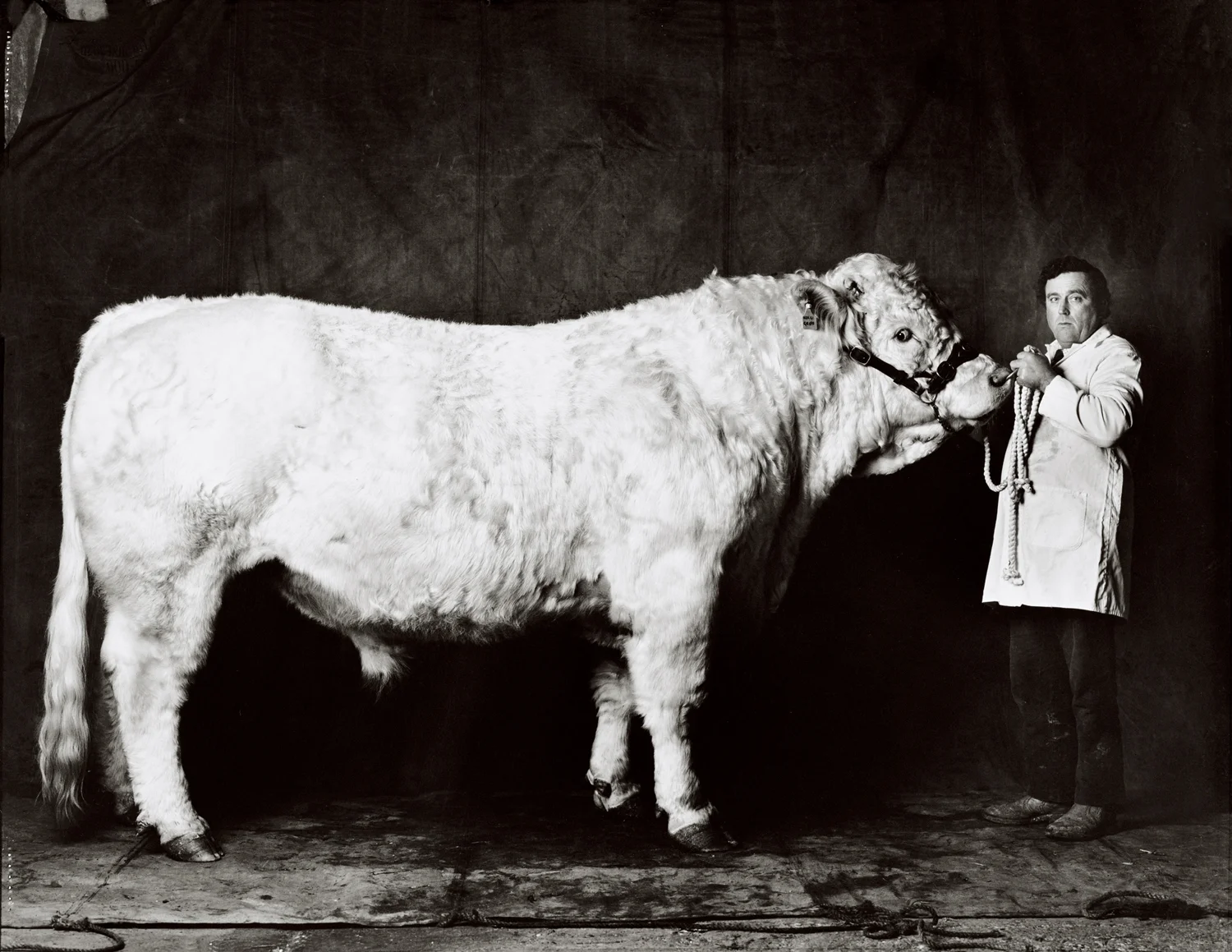 Charolais Bull, Eurobest Awards. Portrait by Anthony Oliver