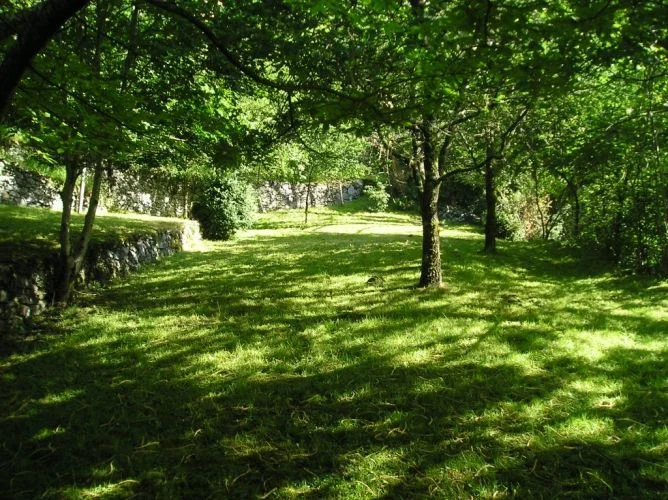 A shady part of the garden