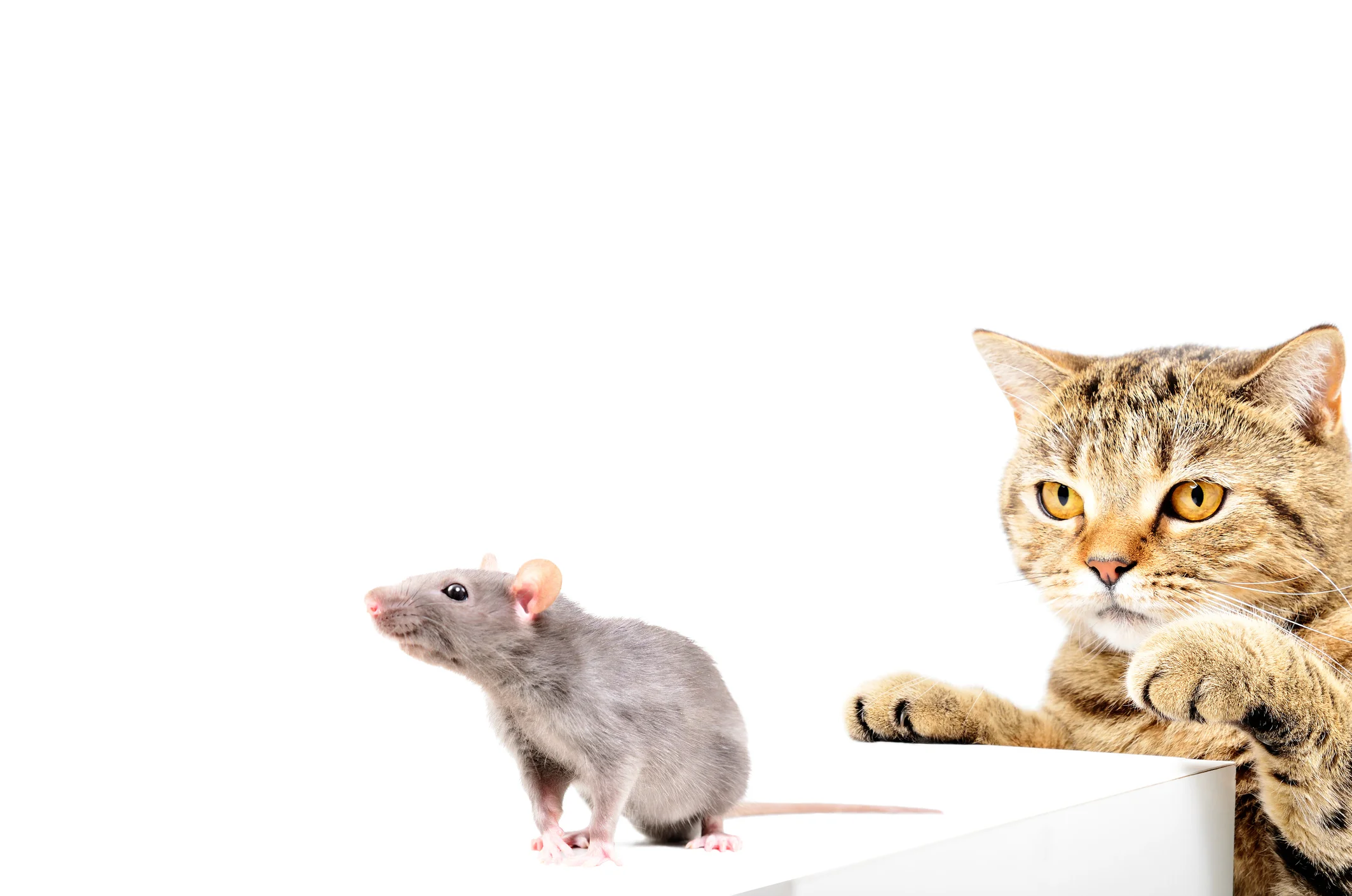 Photo by Sonsedska/iStock / Getty Images