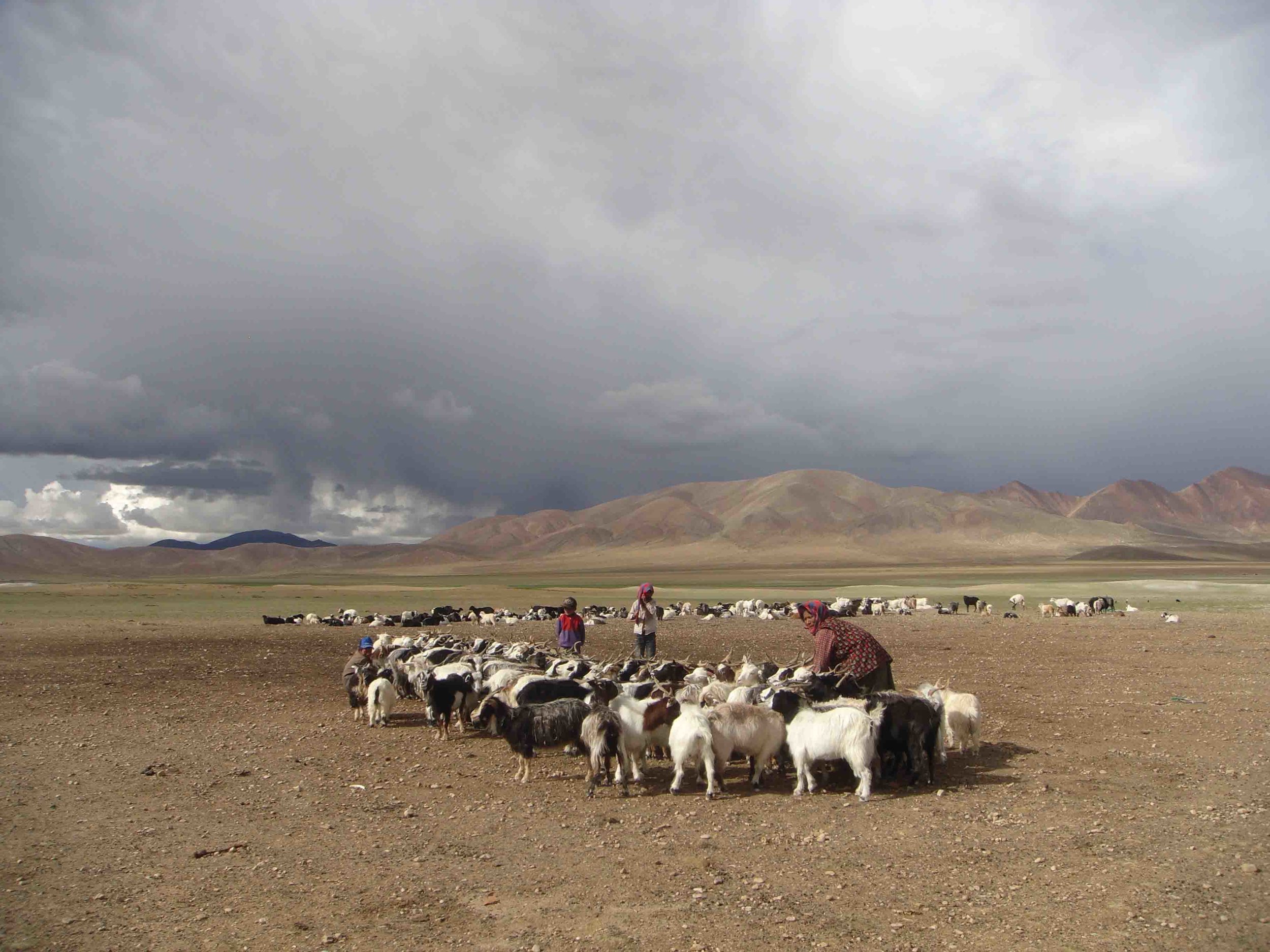 Goats (unharmed) Ngari Tibet copy.jpg