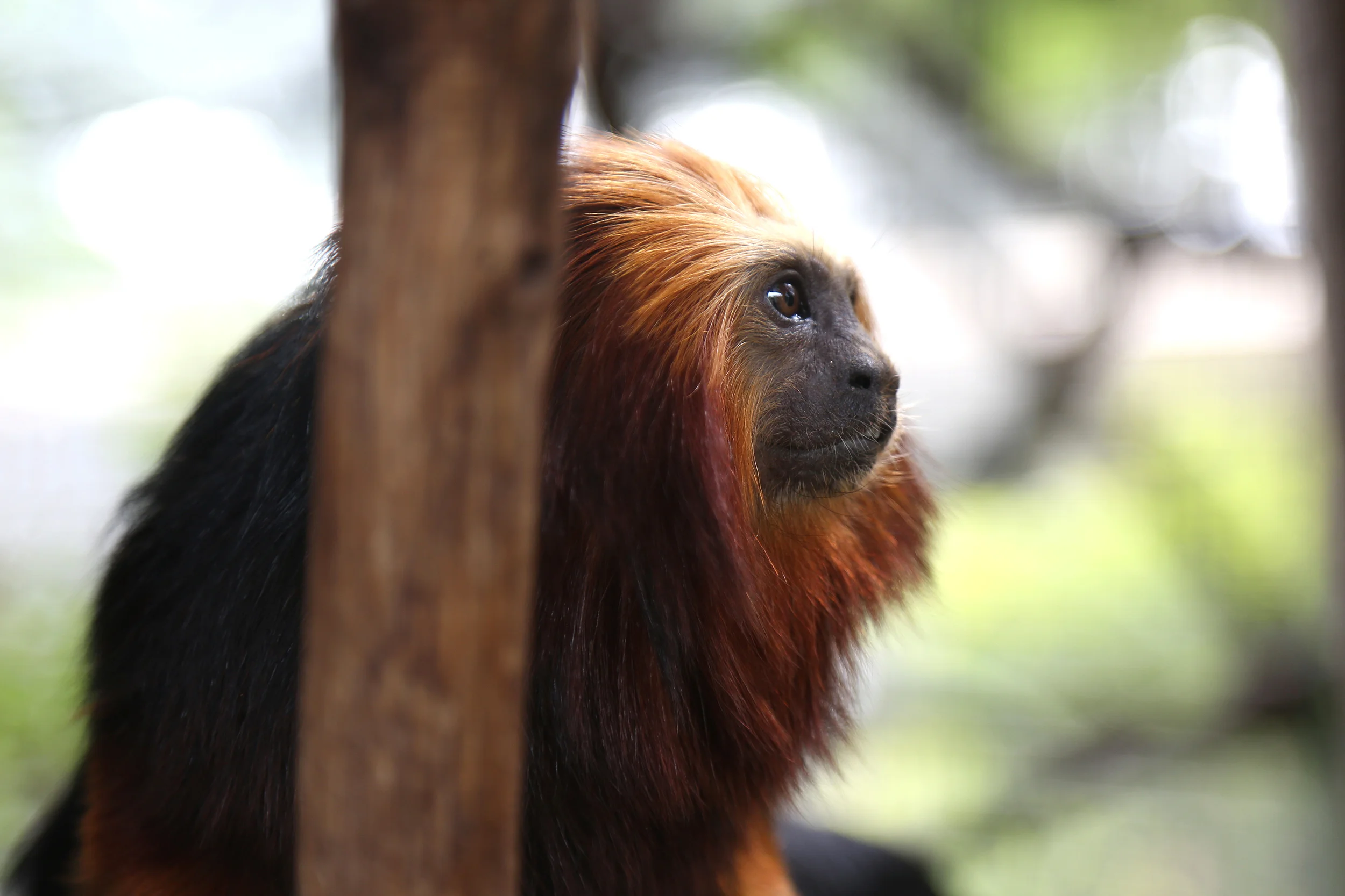 Golden Marmoset