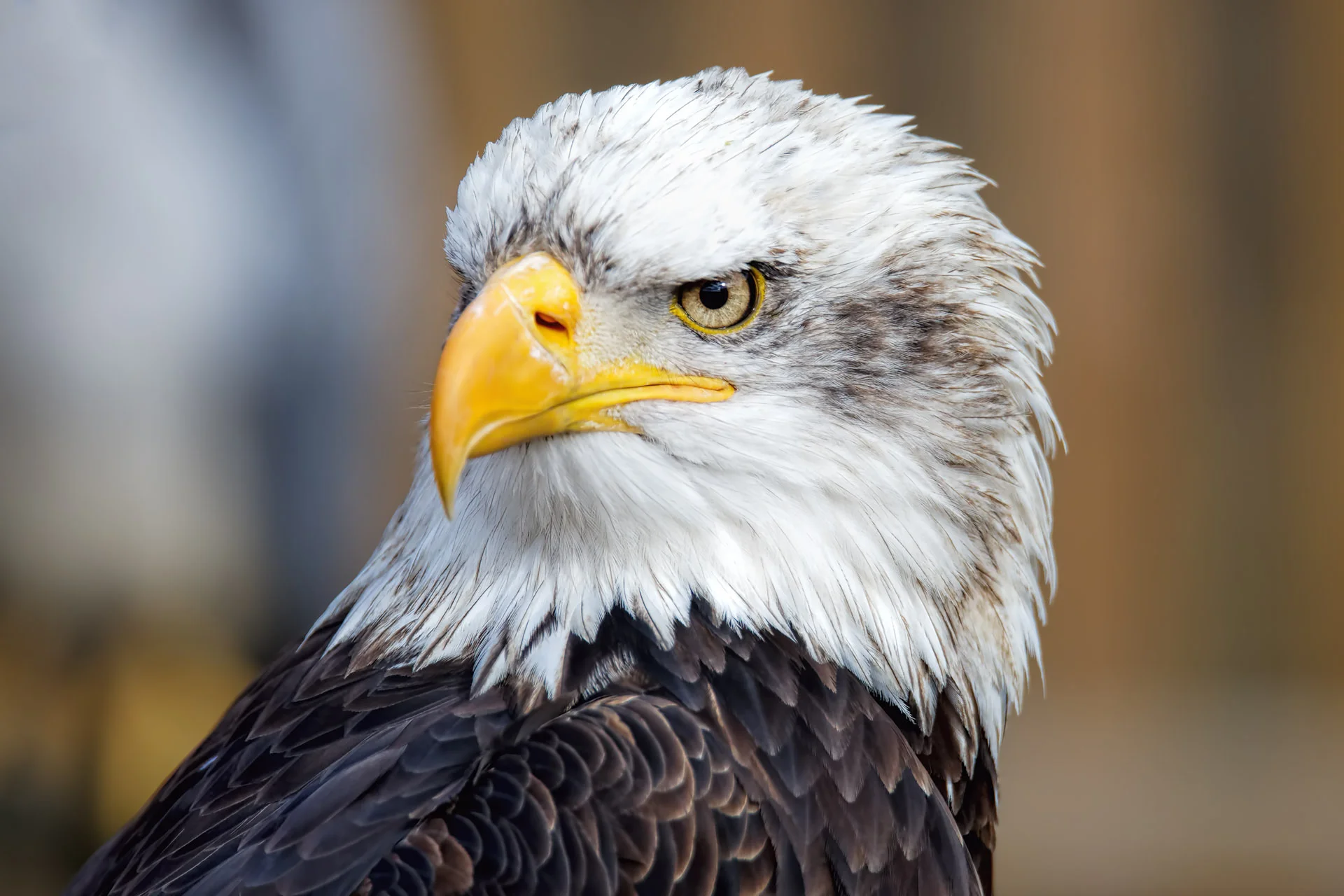 Portrait of an Eagle - Bald Eagle