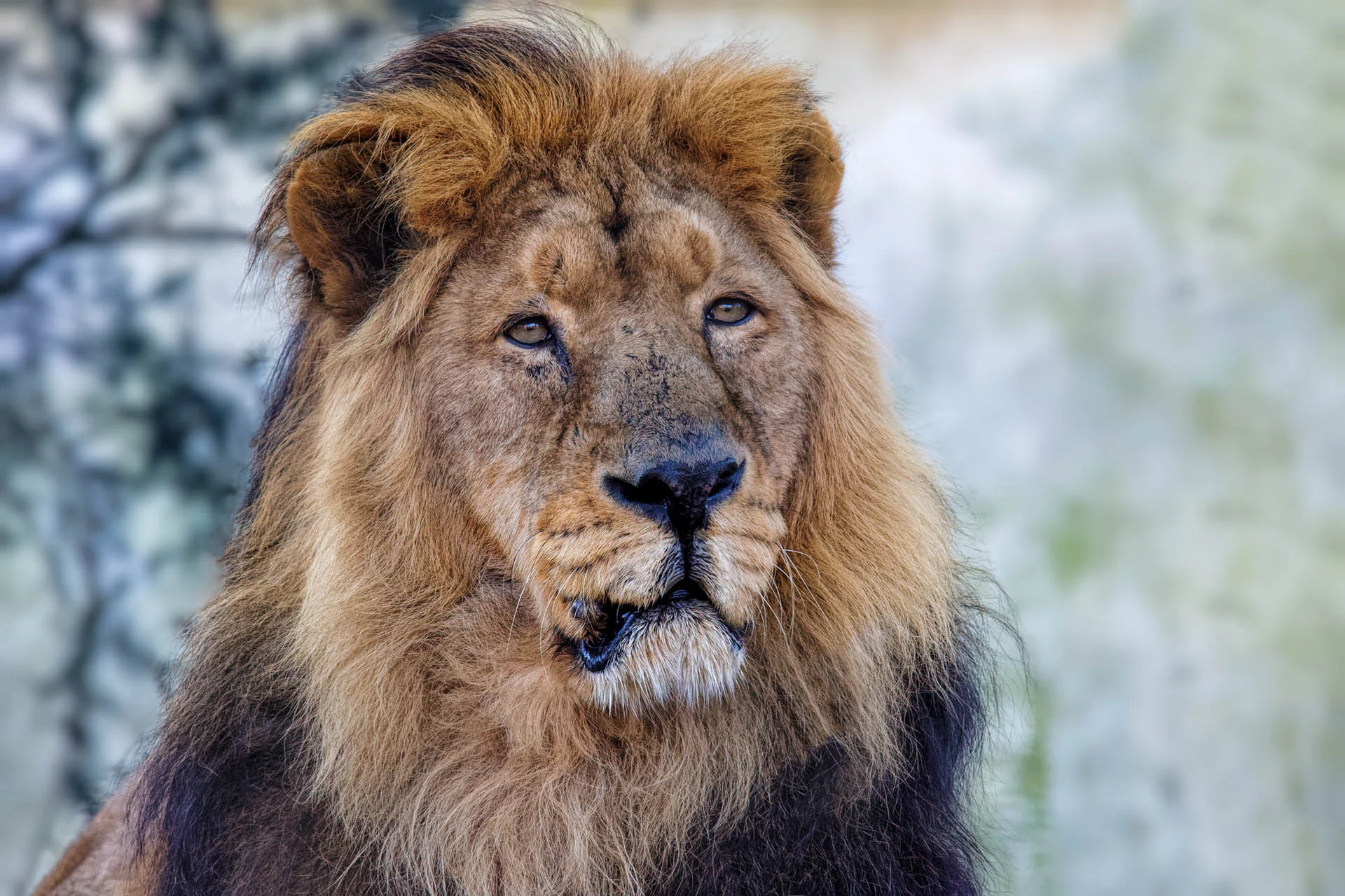 Asiatic Lion - The Elder Statesman