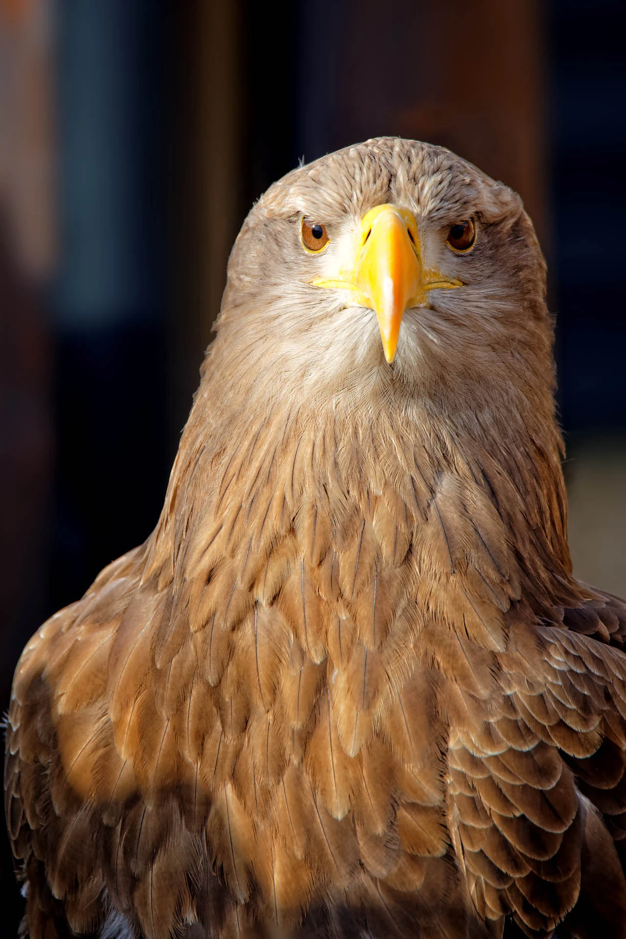 Eagle Eye - Sea Eagle