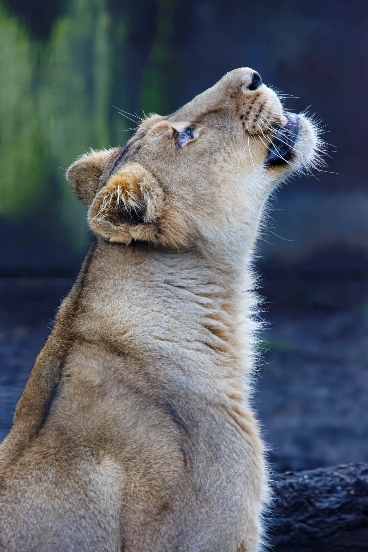 Asiatic Lioness - Food for Thought