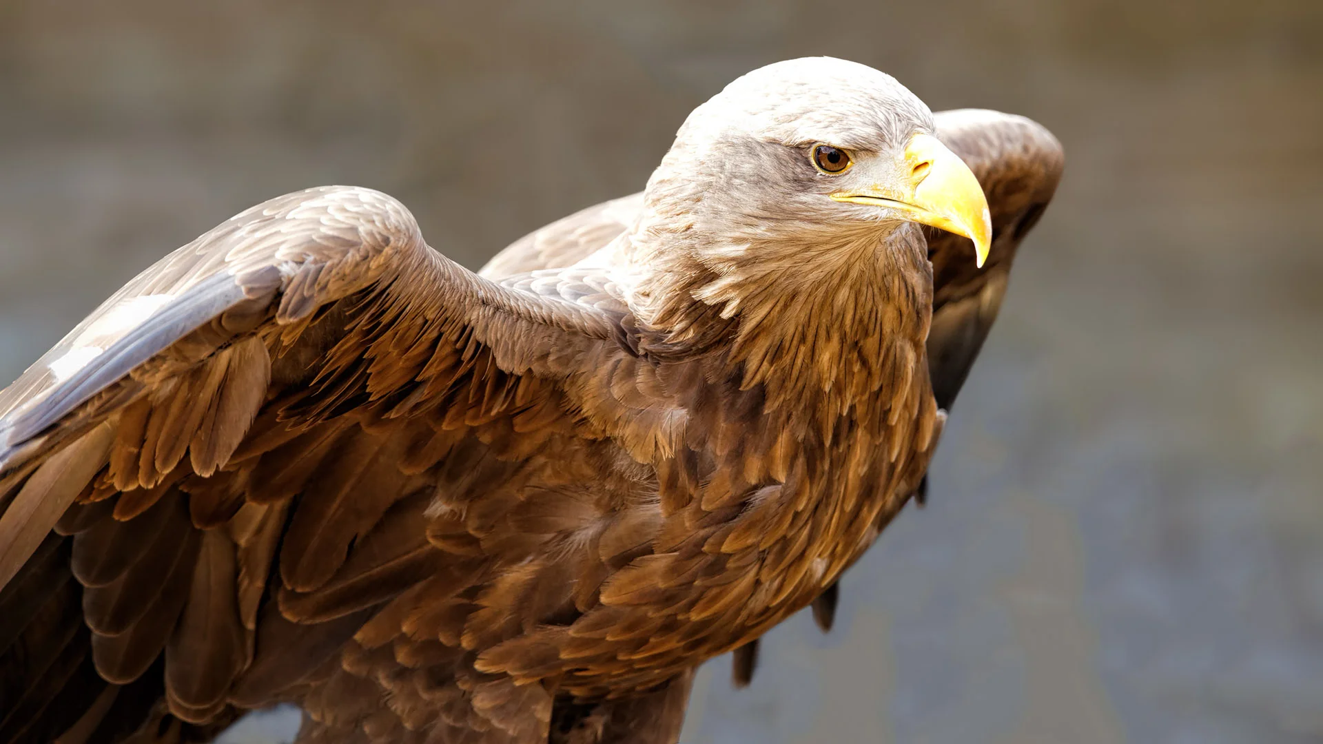 Wings - White Tailed Sea Eagle