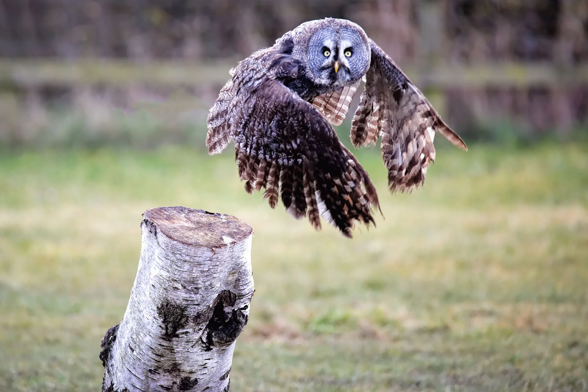 Great Grey Owl - Take Off