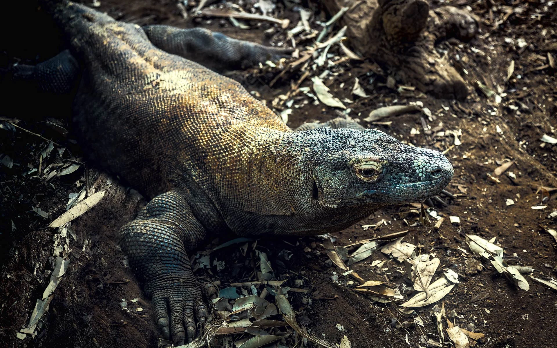 Komodo Dragon