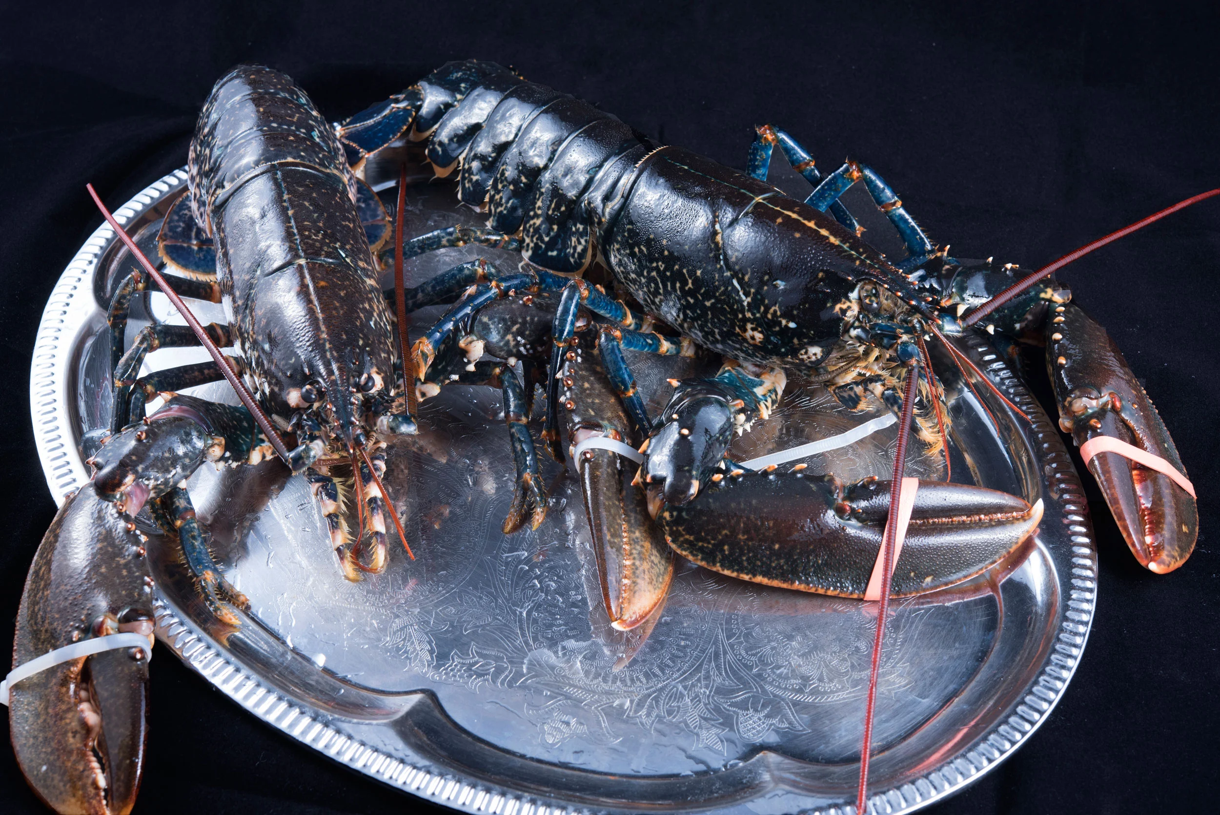 Bogavante