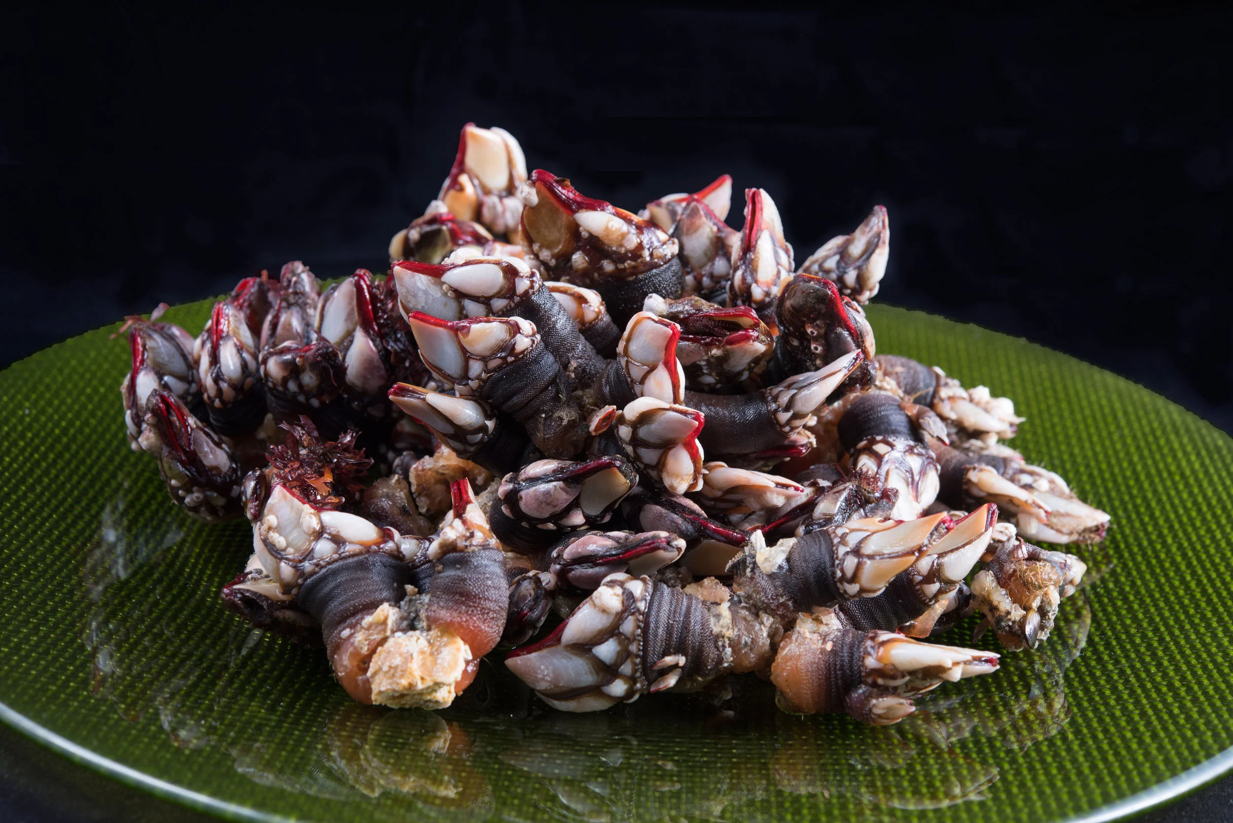 Percebes