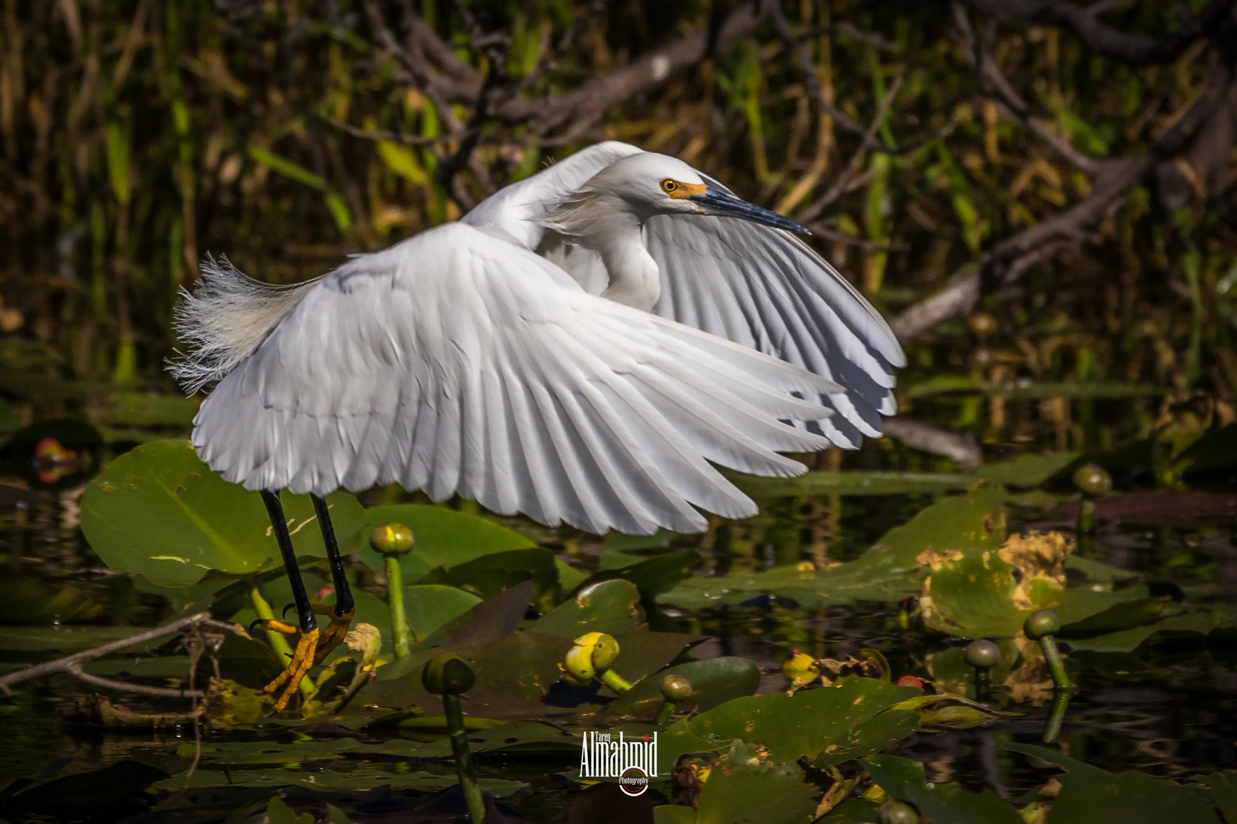 © Great egret