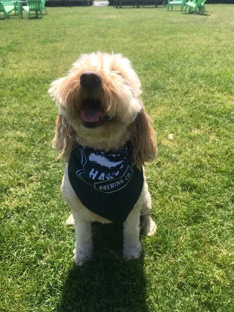 brewers dog bandana