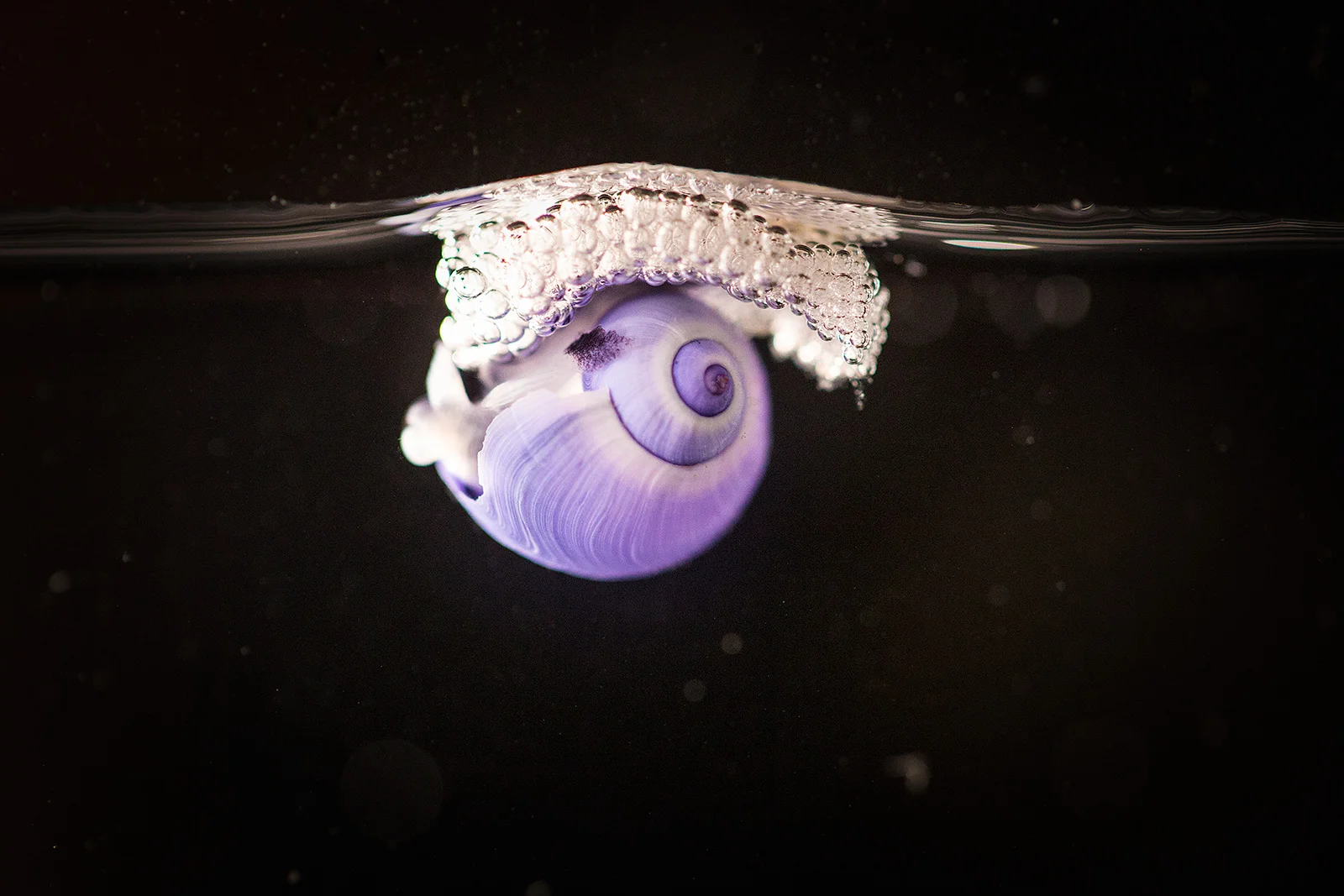snail.jpg