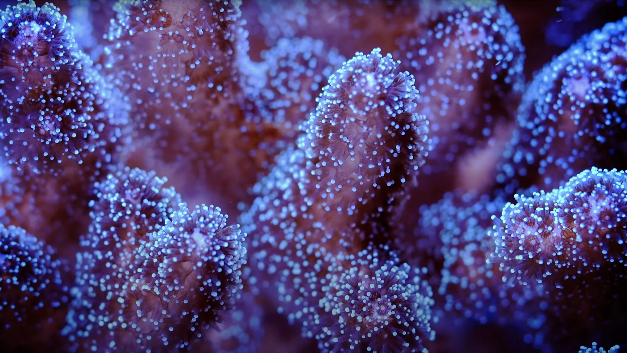 DeepLook_CoralsThumb.jpg