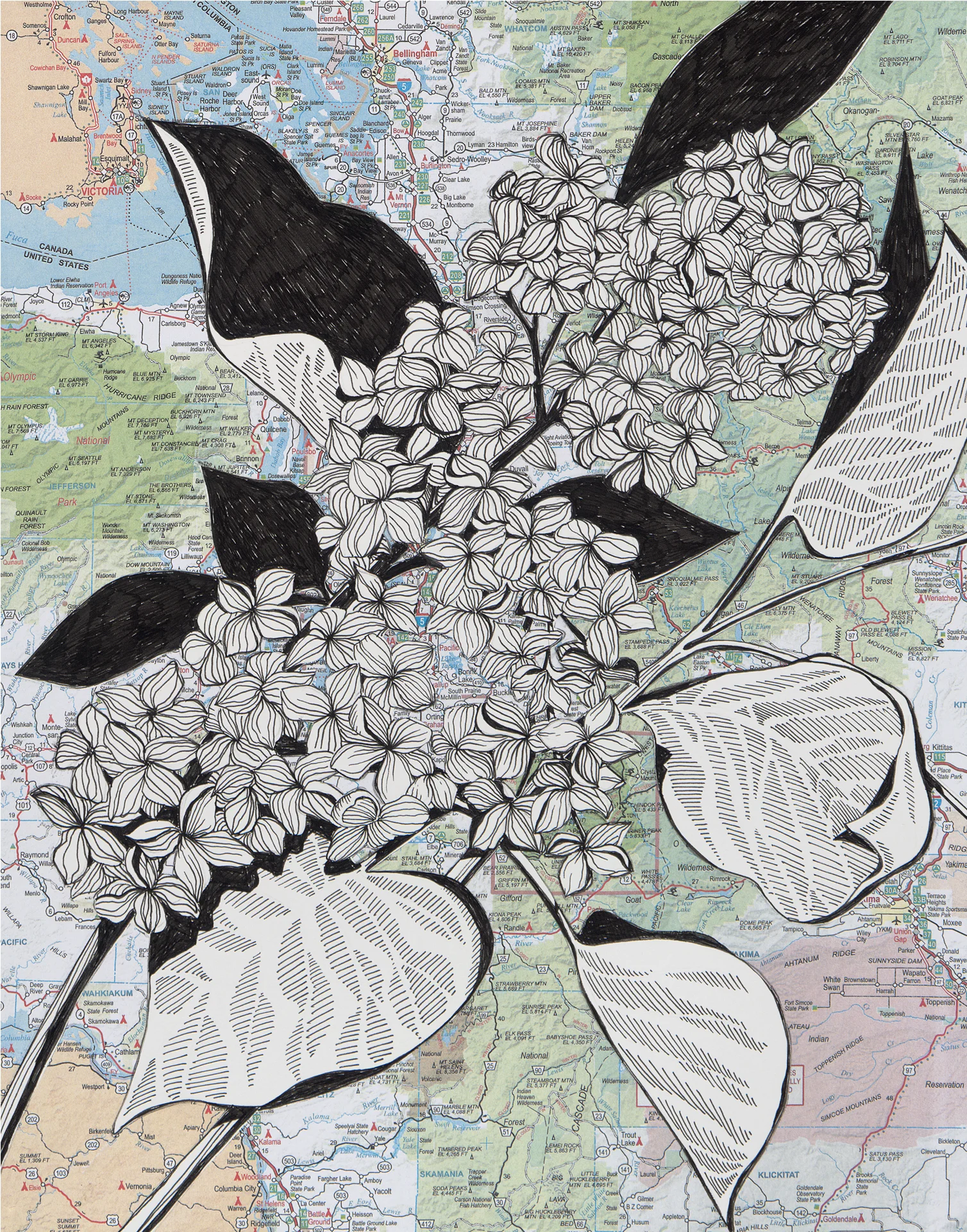 NW Lilacs