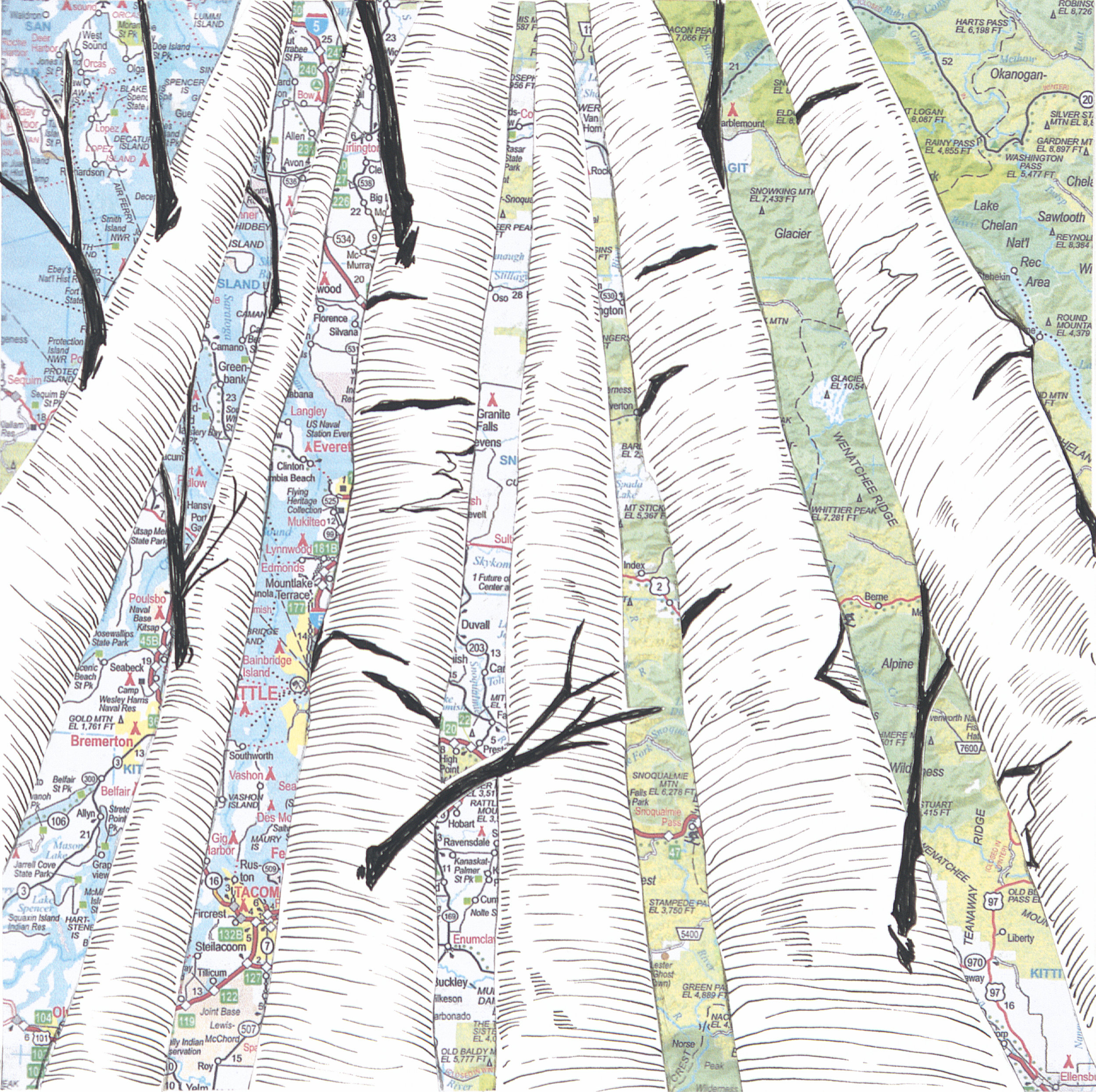 Birch Trees #5