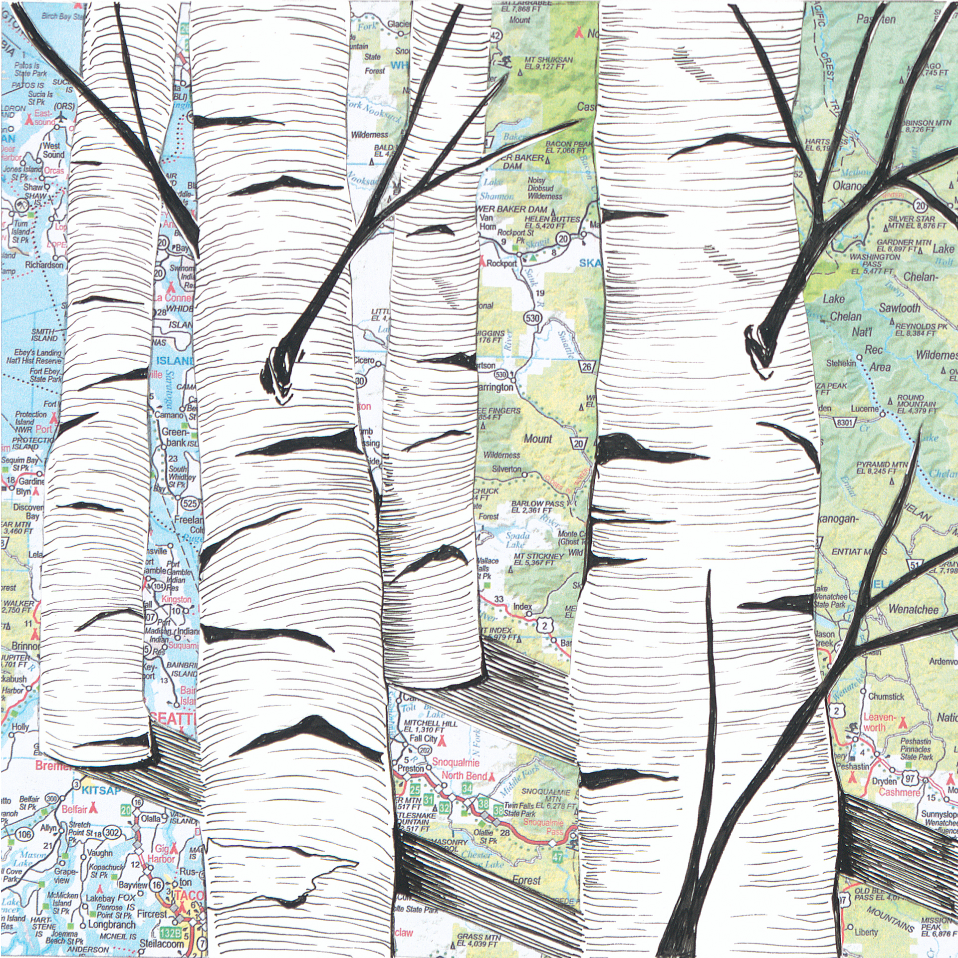 Birch Trees #9