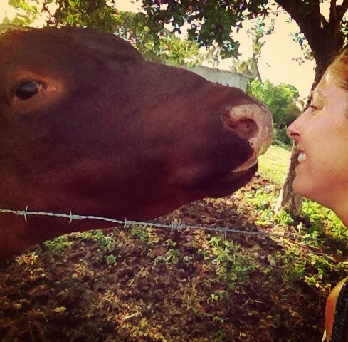 Ben the pet bull!