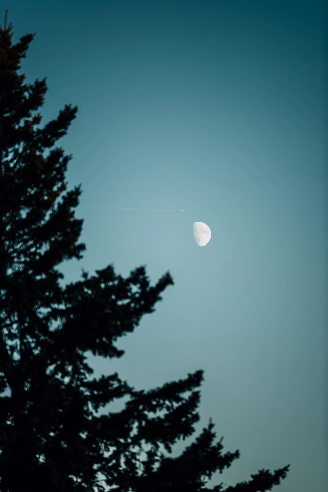 A half moon over silhouetted spruce trees at dusk on the Maine coast