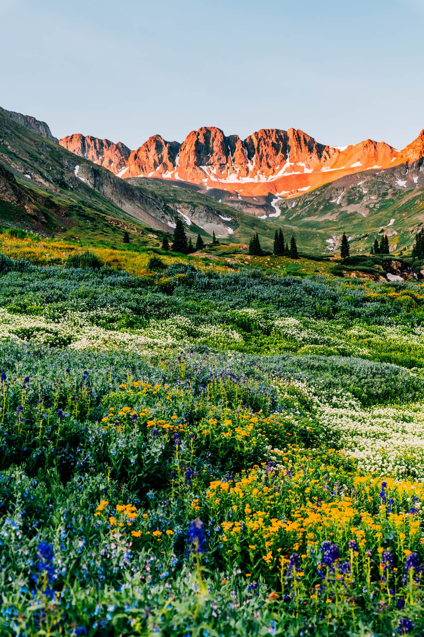 American Basin wildflower meadows at peak bloom