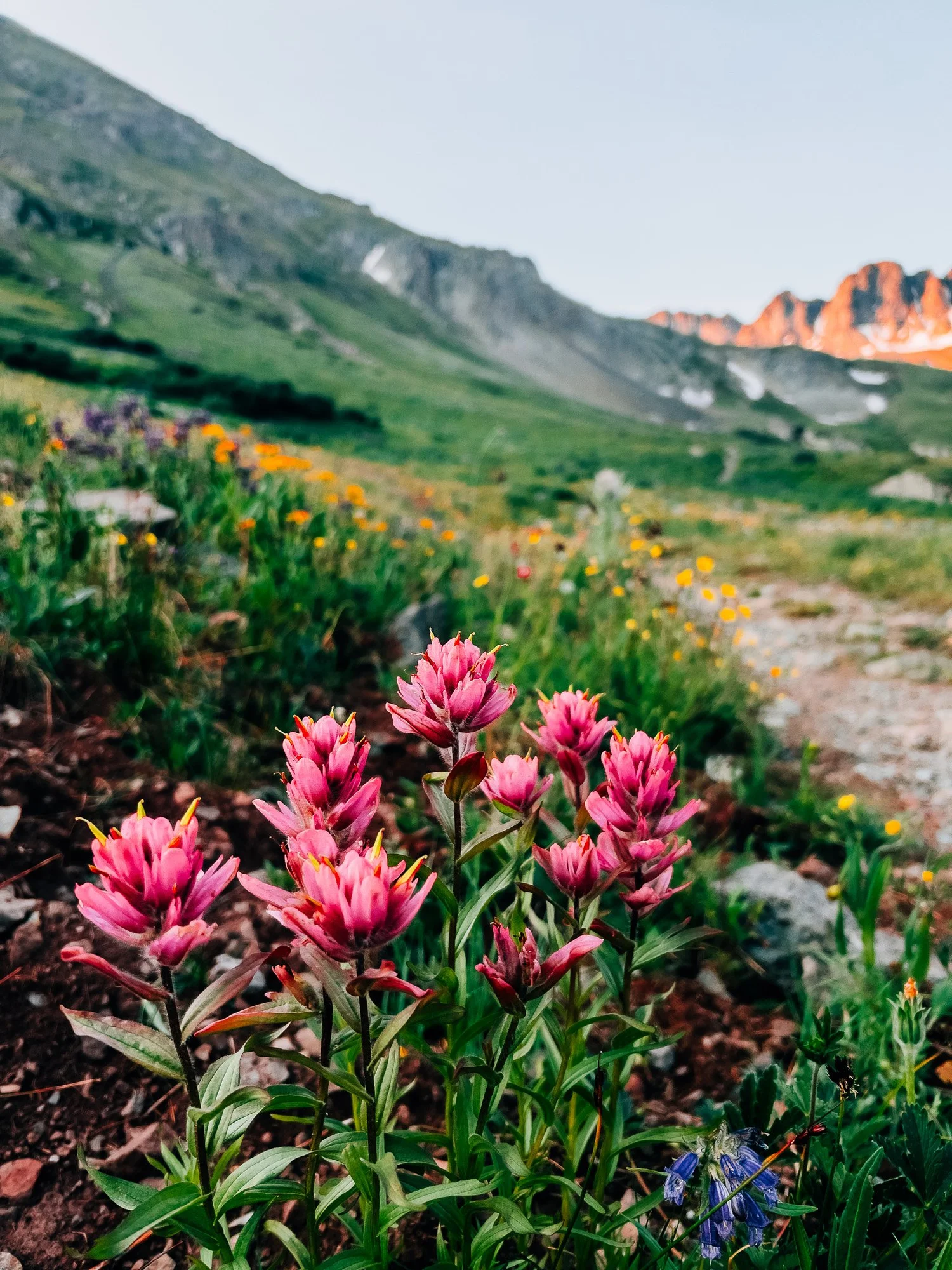 Indian paintbrush in American Basin — the greatest wildflower display I have ever seen