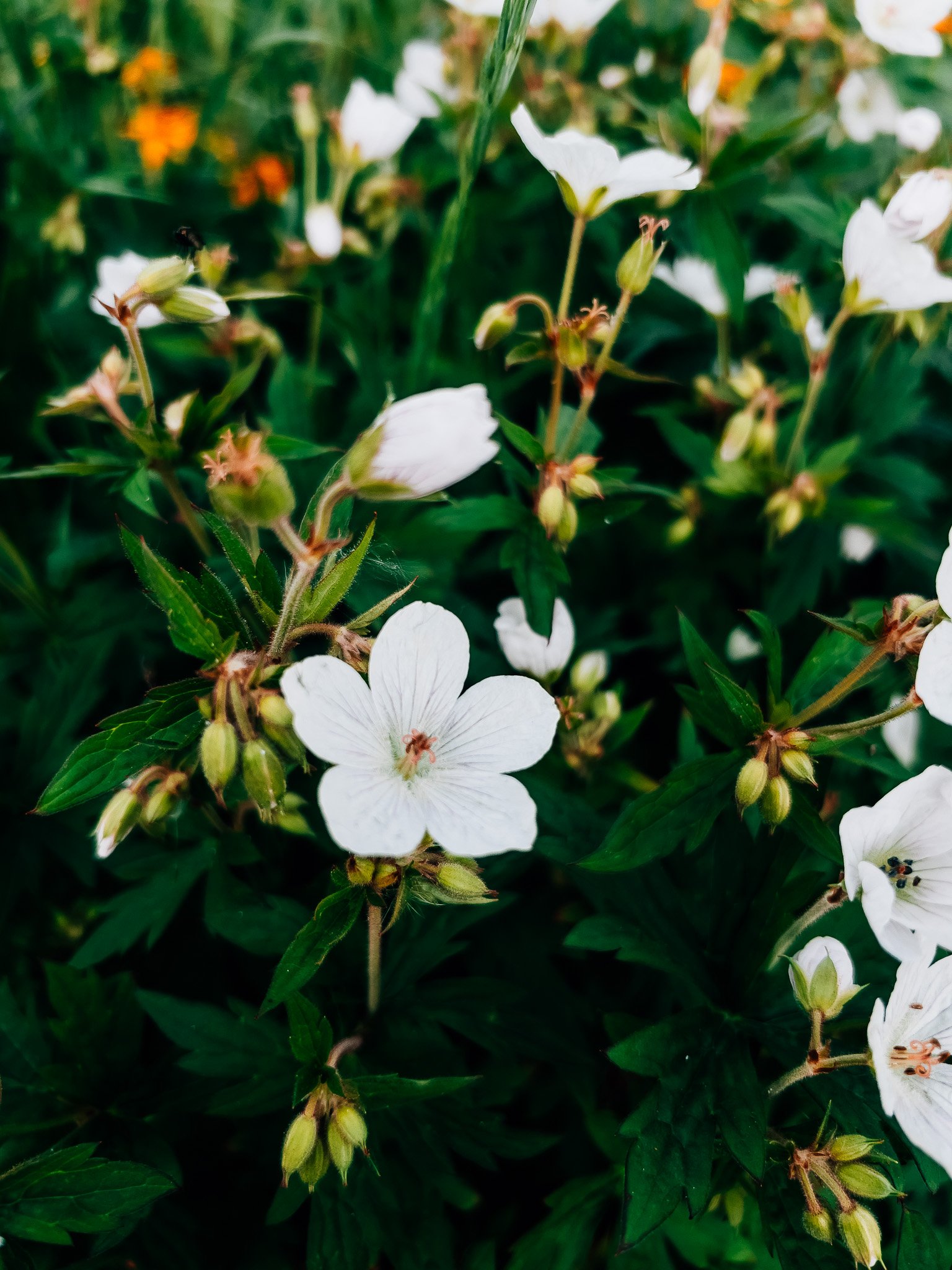 The gentle trail through peak-bloom wildflowers