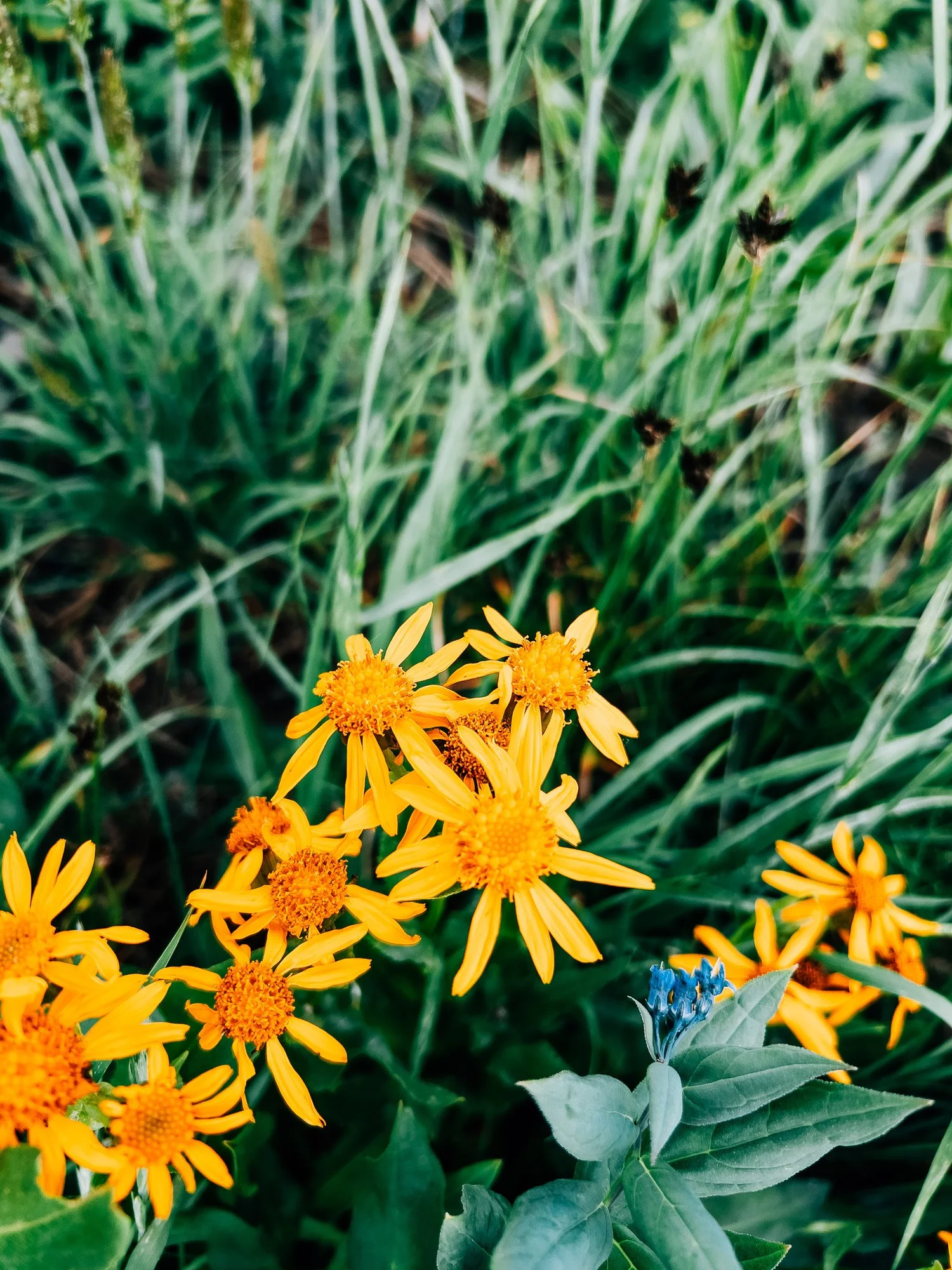 Sneezeweed in full bloom along the trail in American Basin