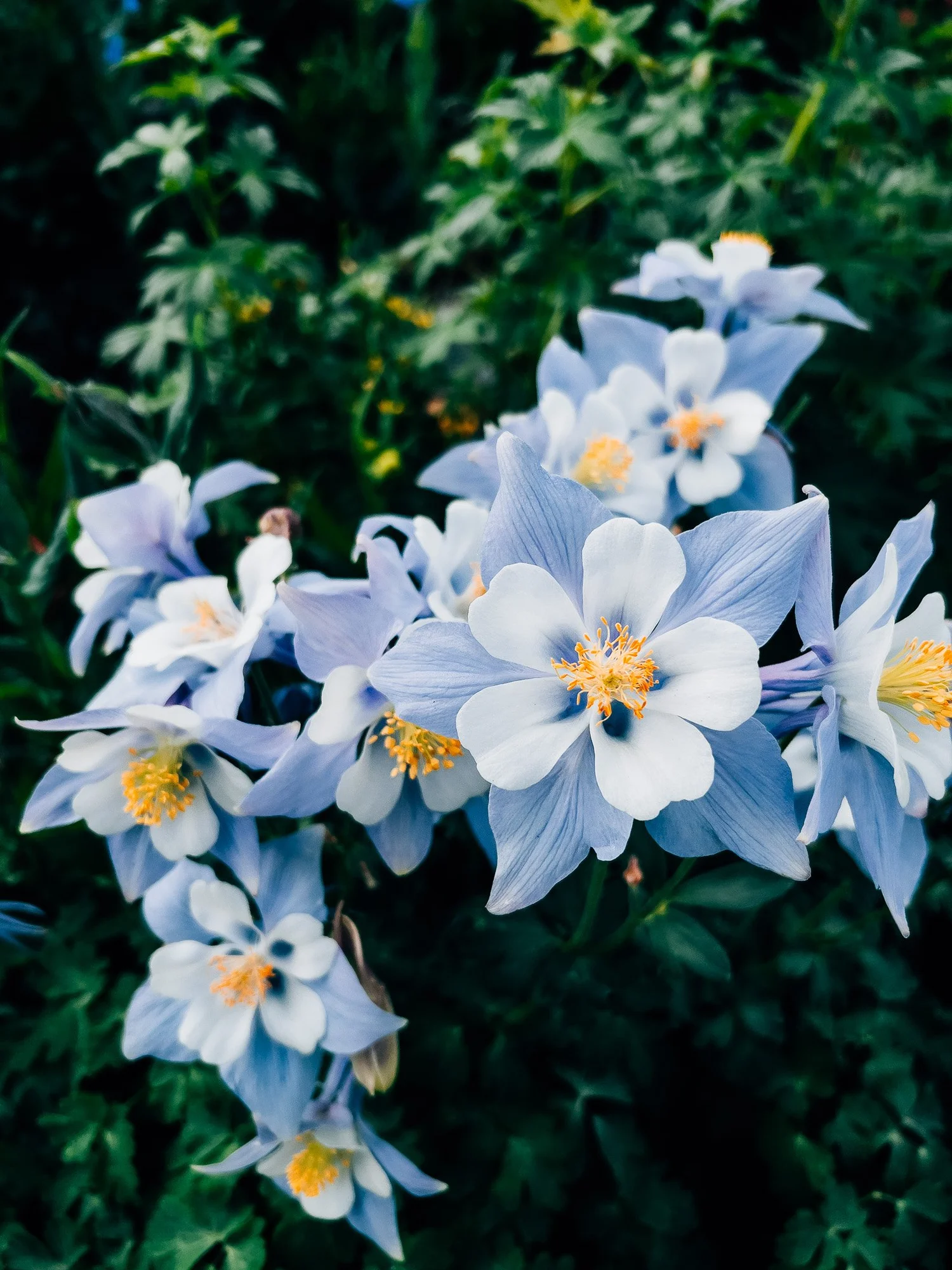 Columbine and wildflowers blanketing the alpine meadow